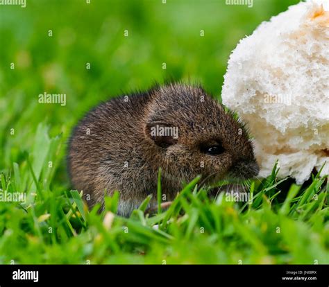 field vole  res stock photography  images alamy