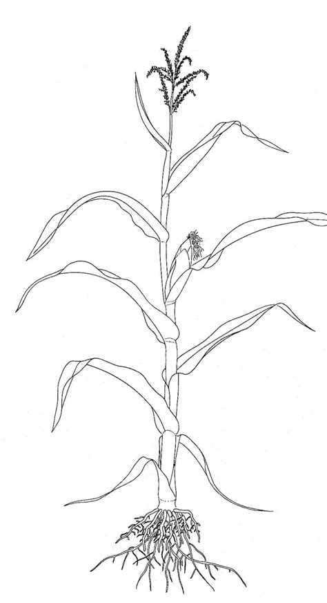Maize Plant Diagram