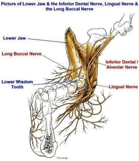 Dentaltown - Dental Anatomy - Picture of Lower Jaw & the Inferior ...