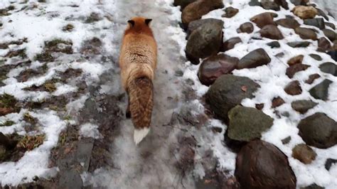 Алиса - лиса. Почему не нужно заводить лису. Часть 1 - YouTube