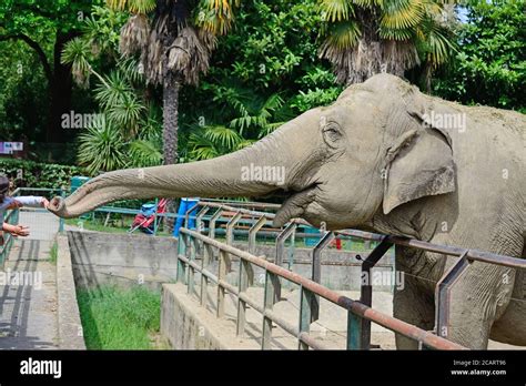 elephant trunk reaches babies at zoo Stock Photo - Alamy