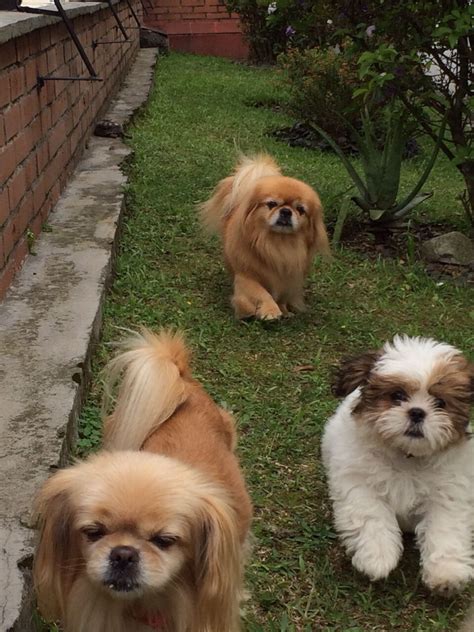 Shitzupekinesdog Perros Pequines Razas De Perros Tipos De Perros