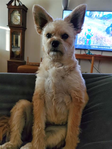 my son's Muppet. I'm not sure what Piper is but whatever she is it's