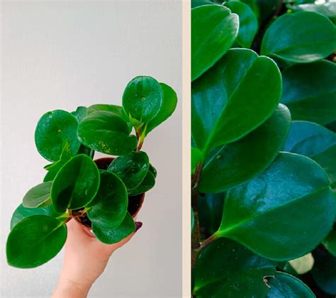 Туполистная и другие прямостоячие пеперомии