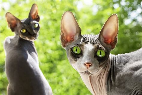 Кошки сфинксы (65 фото) Фотографии котов сфинсков. Красивый сфинкс
