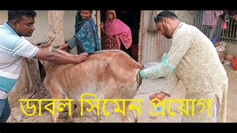 Artificial Insemination In Cattle ডাবল সিমেন দারা গাভীকে কৃএিম