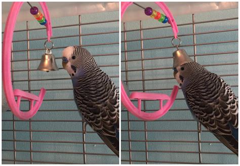 Колокольчик превращается... в модную шляпу :3 | Пикабу