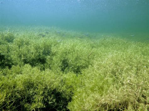 BLINKER Naked Chod Rig Lohnt Sich Und Hat Mit FKK Nichts Zu Tun