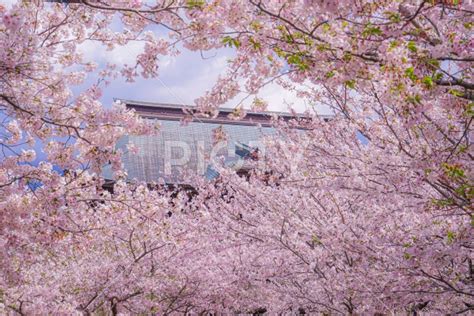 建長寺と満開の桜（鎌倉市） Id 12320 ご当地写真・イラスト素材サイト Pictyピクティ