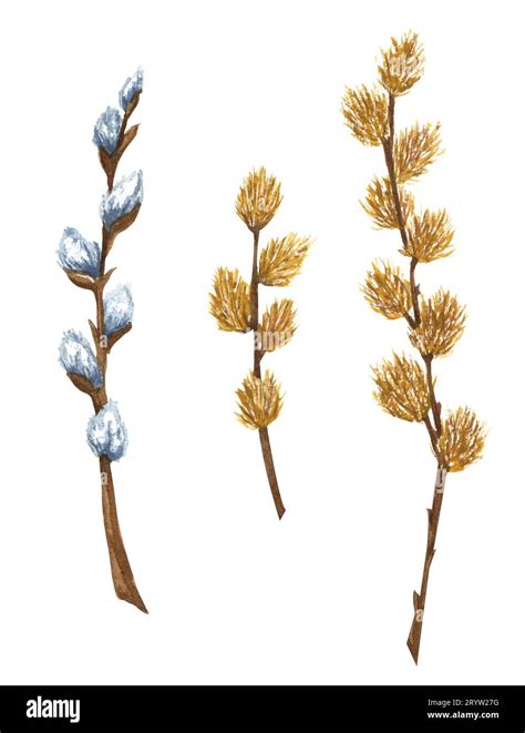 Watercolor Set Of Pussy Willow Branches Spring Twigs Easter Decorations Hand Drawn Elements