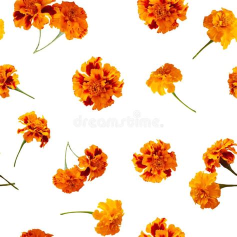 Orange Marigold Flowers Isolated On White Background Seamless Pattern