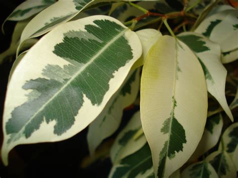 Ficus Benjamina Benjamin Tree Chinese Banyan Fig Indian Rubber