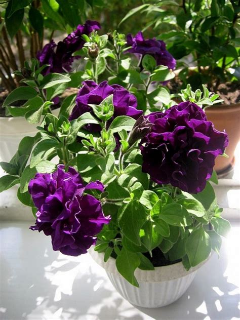 Петуния: уход в домашних условиях, сорта, подкормка, полив (100 фото ...