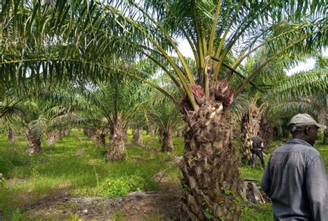 D But Dune Mergence En Faveur Du Climat Et De Lagriculture