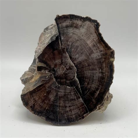 Petrified Wood Blue Forest Etsy
