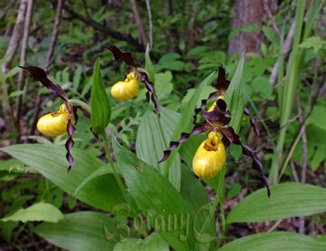 Cypripedium Parviflorum Var Parviflorum Botanically Inclined Seed