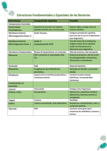 Estructuras Fundamentales Y Espaciales De Las Bacterias Vxro Udocz