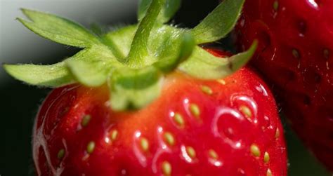 La fragola valori nutrizionali proprietà e benefici Sant Orsola