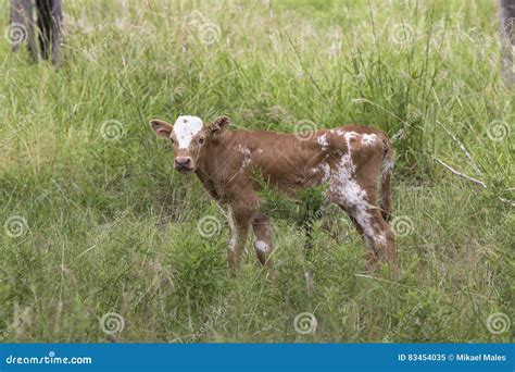 Newborn Texas Longhorn Stock Image Image Of Gentle Horizontal 83454035