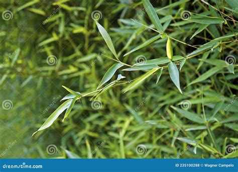 Folhas Verdes De Bambu No Jardim Foto De Stock Imagem De Crescimento