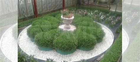 Сентябринки многолетние цветы и другие купить в Белореченске | Товары ...