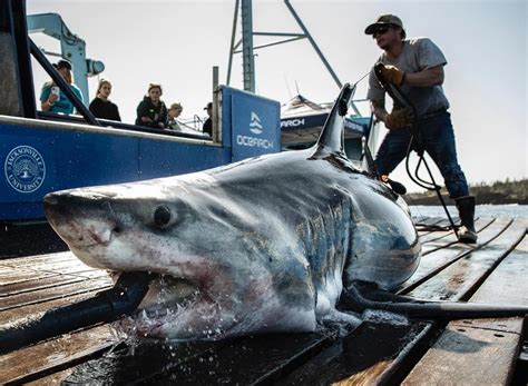 White sharks like Florida waters. Here's 11 things to know, including