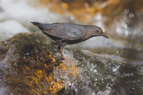 Birds Canada | Oiseaux Canada