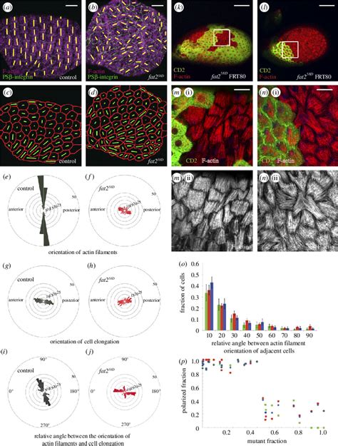 Ab Orientation Of Basal Actin Filaments And Cell Elongation In The