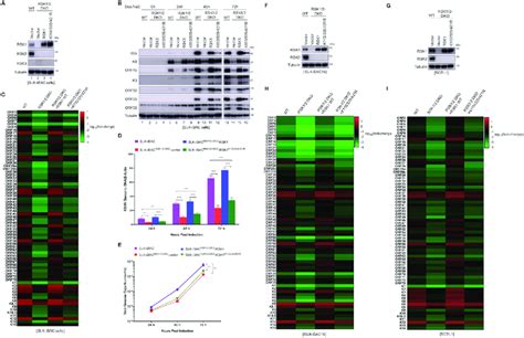 RSK1 SUMOylation Is Required For Efficient KSHV Lytic Replication A