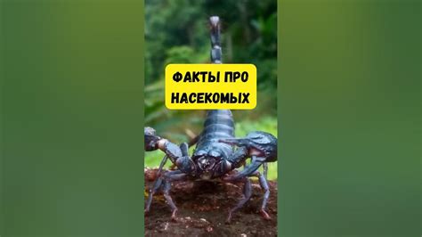 Почему скорпион жалит самого себя? #скорпион #насекомые #природа #лес # ...