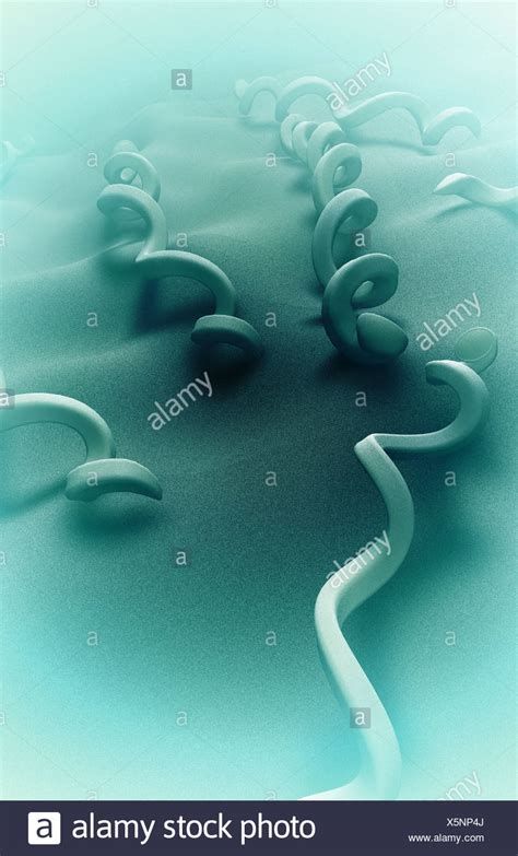 Treponema Pallidum Bacteria High Resolution Stock Photography and ...