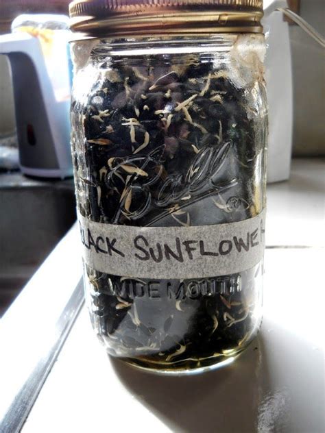 Black Oil Sunflower Seeds Artofit