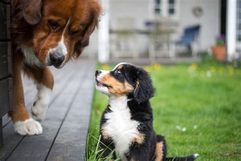 How To Introduce Your New Puppy To Your Dog — The Puppy Academy