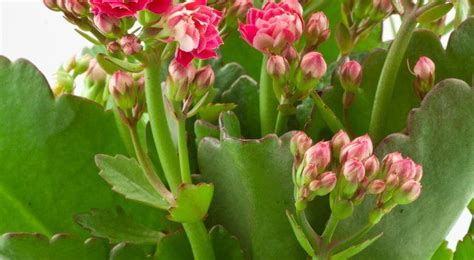 Comment planter et cultiver le kalanchoe thyrsiflora Kalanchoé