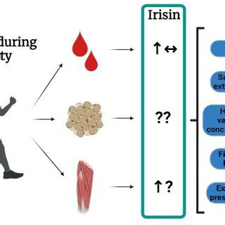 Summary of the effects of exercise on irisin during obesity. Exercise ...