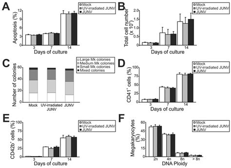 Influence Of Junv Infection On Cellular Apoptosis Proliferation