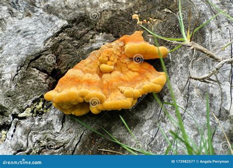 Fungus Growing On A Log Stock Image Image Of Gorge 173982577