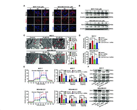 Ursolic Acid Impairs The Glycolytic Metabolism Of Breast Cancer Cells