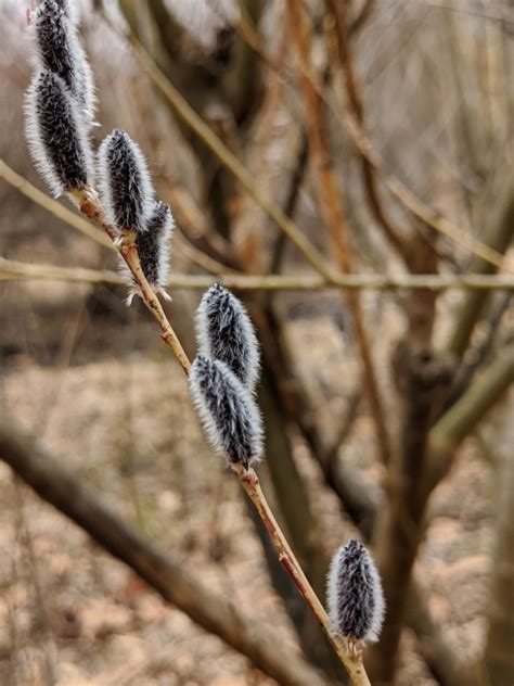 Cutting Pussy Willow Branches The Martha Stewart Blog