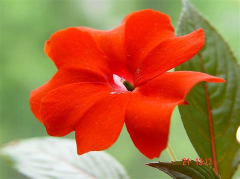 Бальзамин садовый: посадка и уход с фотографиями. Виды для сада