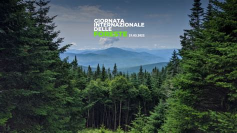 Giornata Internazionale Delle Foreste 2022 Oggi La Cerimonia E Gli Eventi