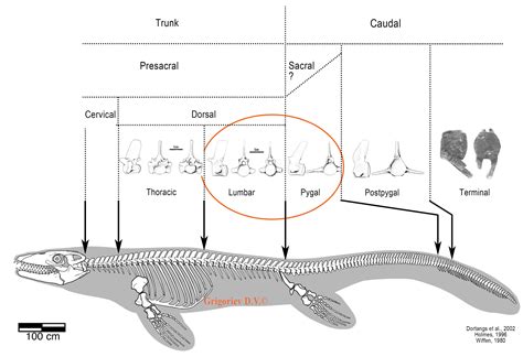 43 Questions With Answers In Comparative Anatomy Science Topic