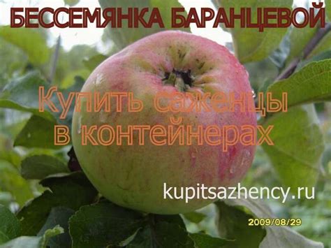 Яблоня Бессемянка Мичуринская Описание Фото – Telegraph