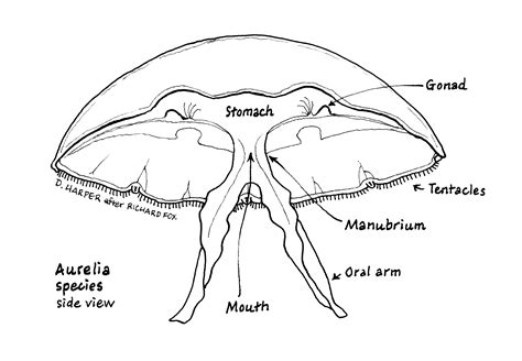 Manubrium Jellyfish