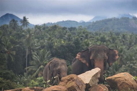 A Brief History Of Sri Lankan Nudity Naked Wanderings