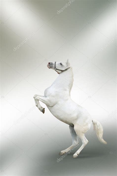 White Horse Rearing Isolated Stock Photo By ©tanjakrstevska 2322090