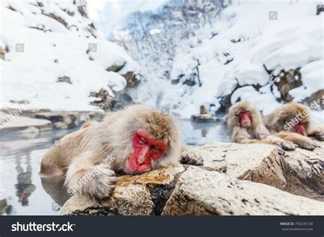 Snow Monkeys Japanese Macaques Bathe In Onsen Hot Springs Of Nagano JapanMacaques Bathe