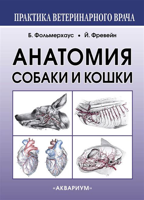 АНАТОМИЯ СОБАКИ И КОШКИ