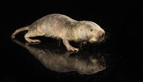 Great Facts Naked Mole Rat Longevity Gene Lets Mice Live Longer
