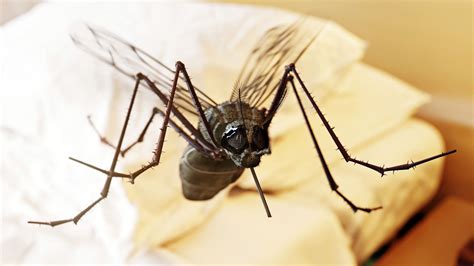 how to find a mosquito in your room